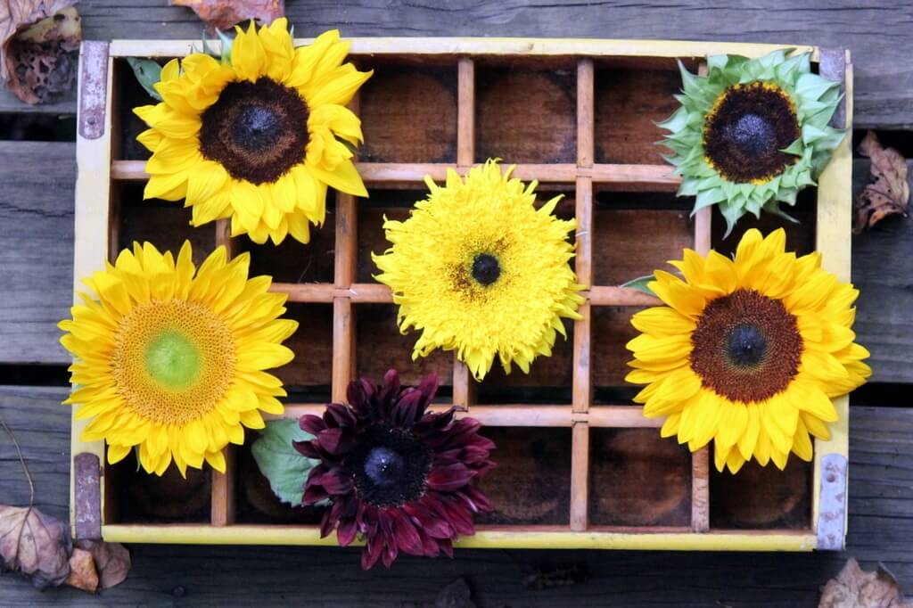 Simple Sunflower Arrangements