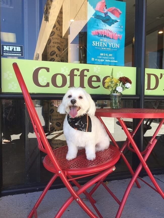 Cat Cafes And Dog Friendly Spots In Atlanta 6 Cafes - 